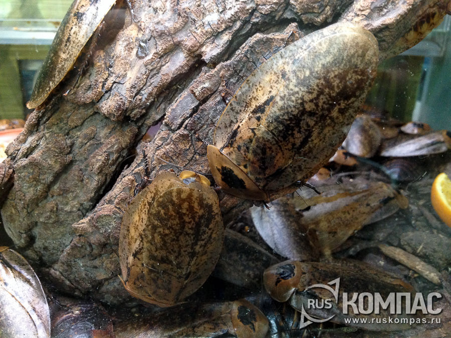 ������� �����������