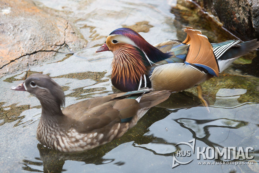 ������� ����������