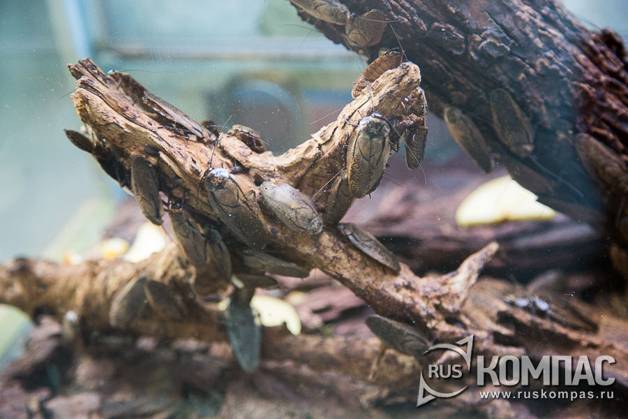 ������� ����������