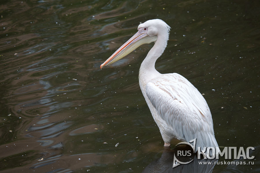 ������� �������