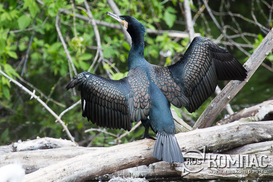 ����� ������� ������ ����� ������