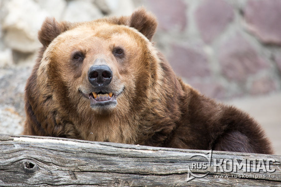 ����� ������� ������� ������