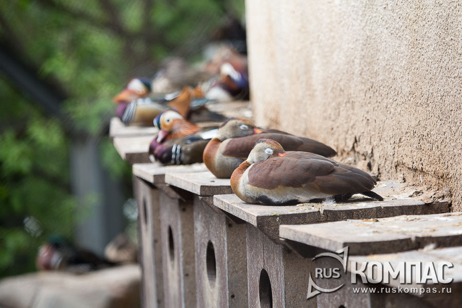 ������ ������