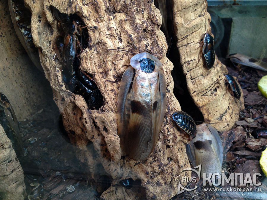 ������� ����������