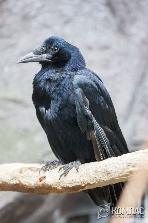 ������ ������, � ��� ����� � ������ � ������� �������