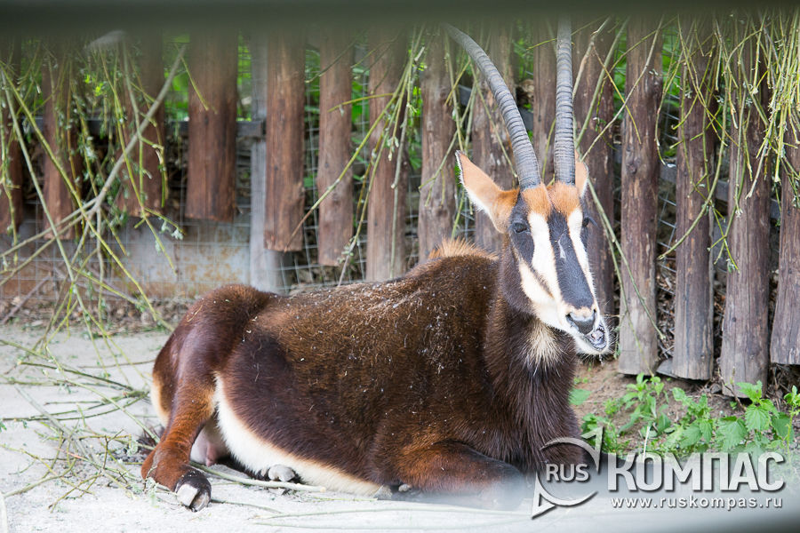 ������ ��������  � ���