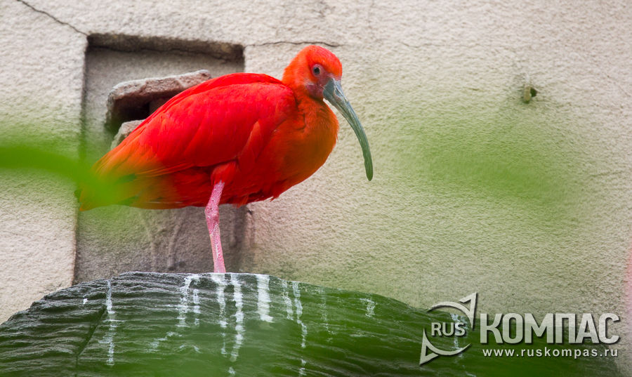 ������� ����