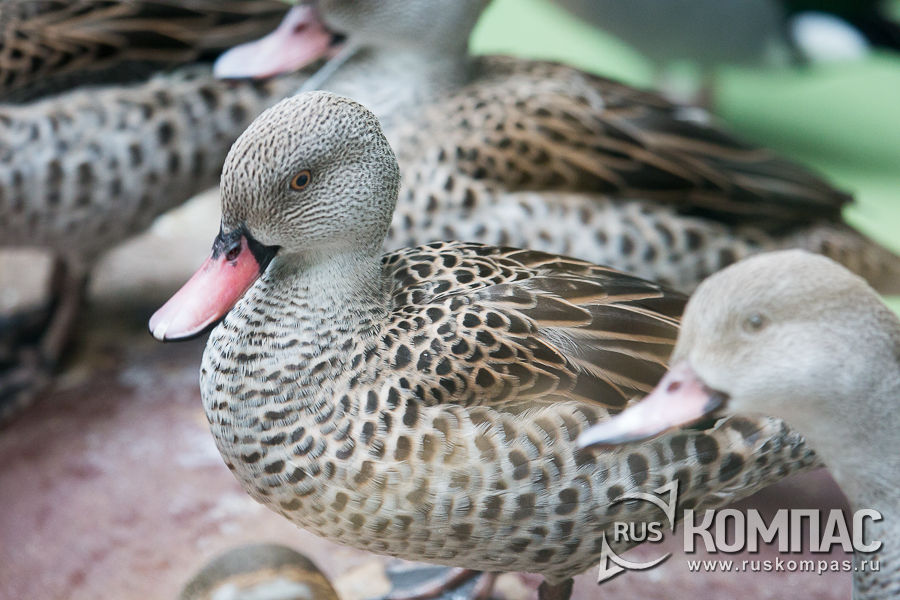 ������� �����