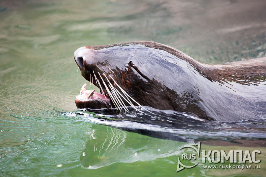 ������ �������� ������� �����