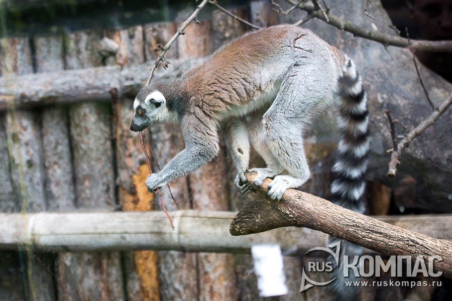 ��� ��� ������� �����