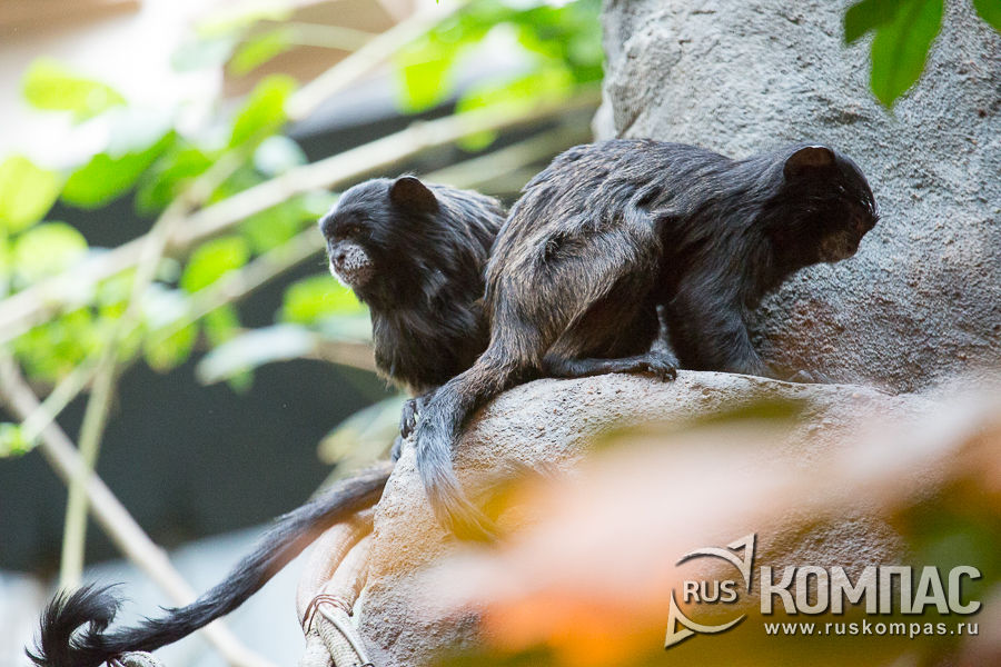 ������� ����������� ���������