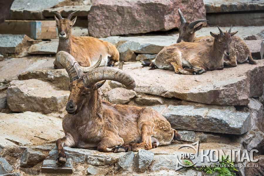 ������������ ��� � ����������