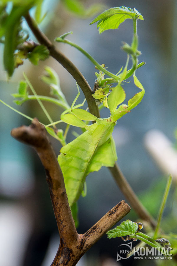 �������� ����������