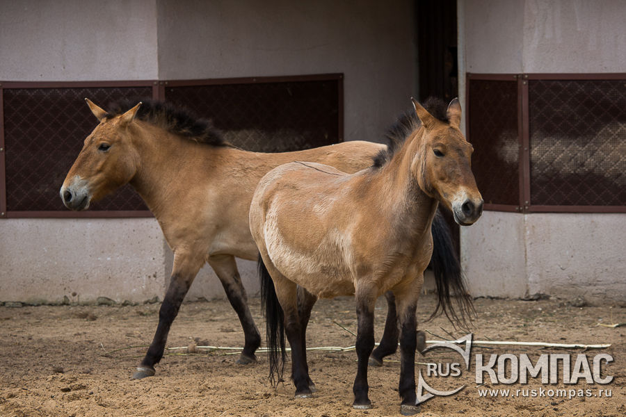 ������ �������������