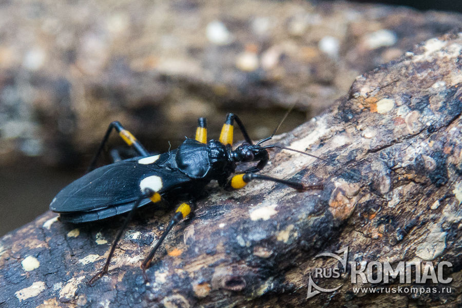 ���� ������������