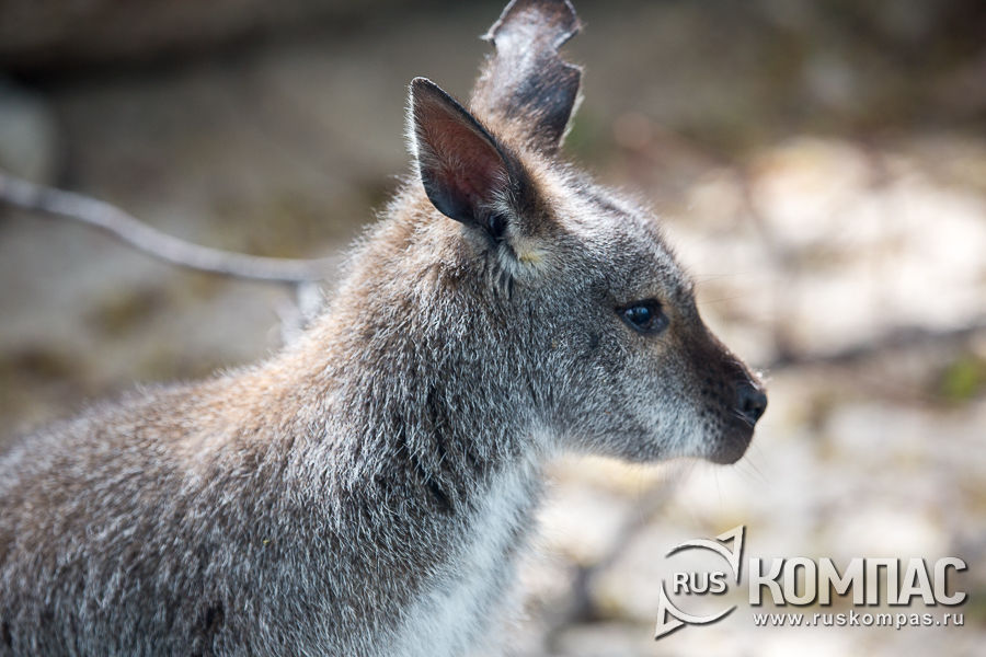 ������� ������ ������� ������