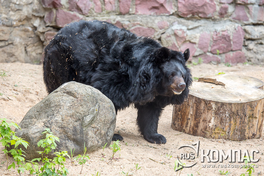 ������� �����