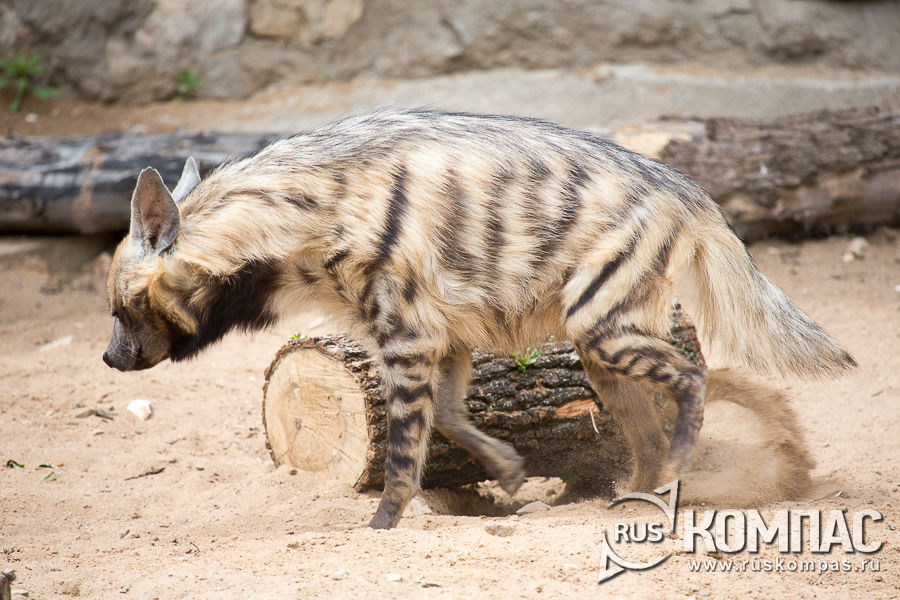 ��������� �����