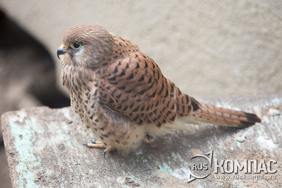 ��������� - ��������� �������