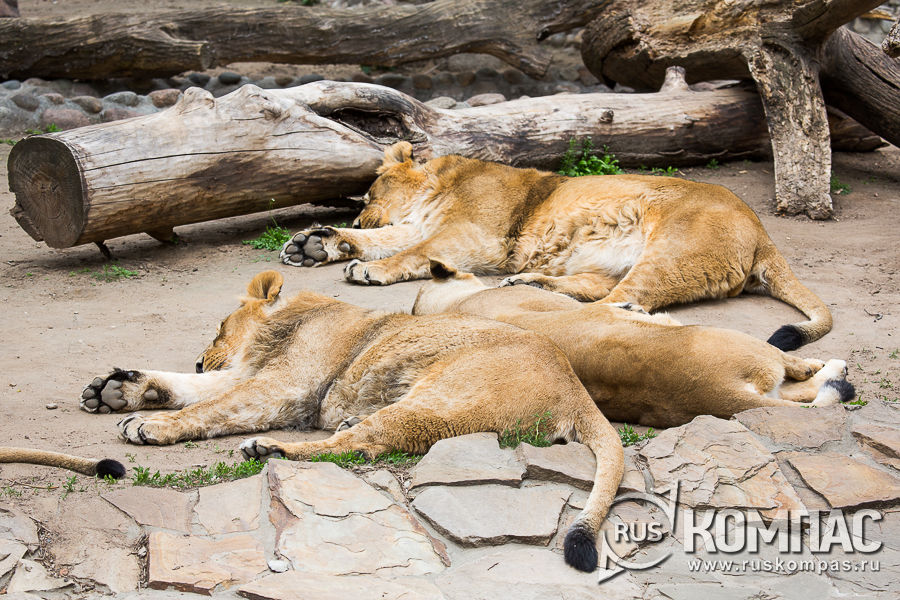 ���� ����