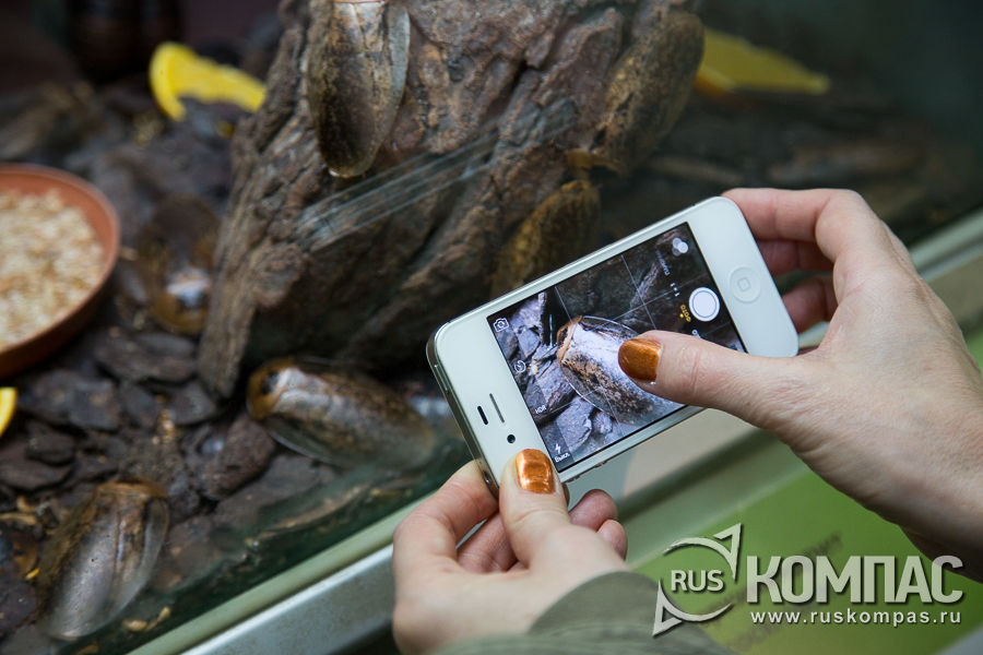 ������  ���������