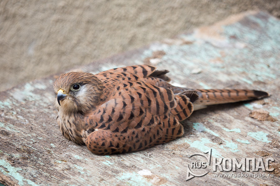 ��������� ����������� �������