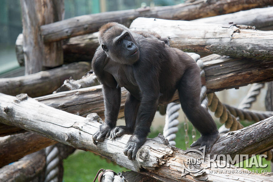 �������� ��������� �������