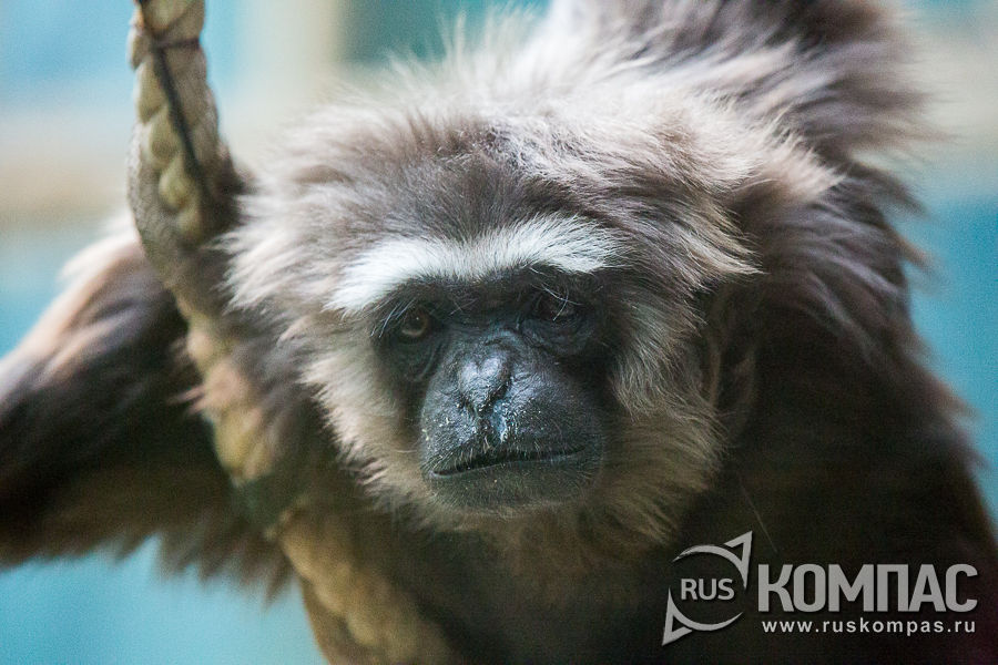 ���������� ����� - �������� �������