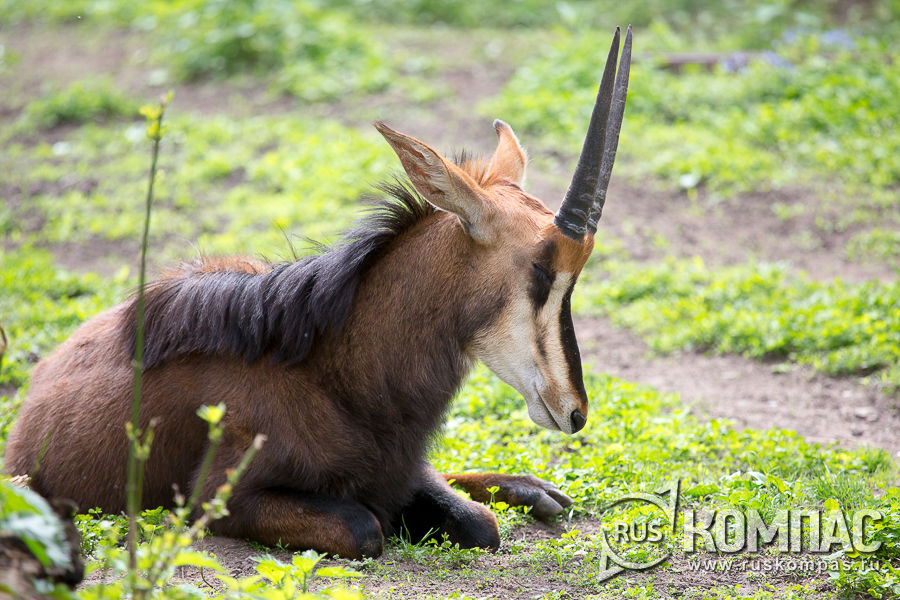 ������ ��������  � �������