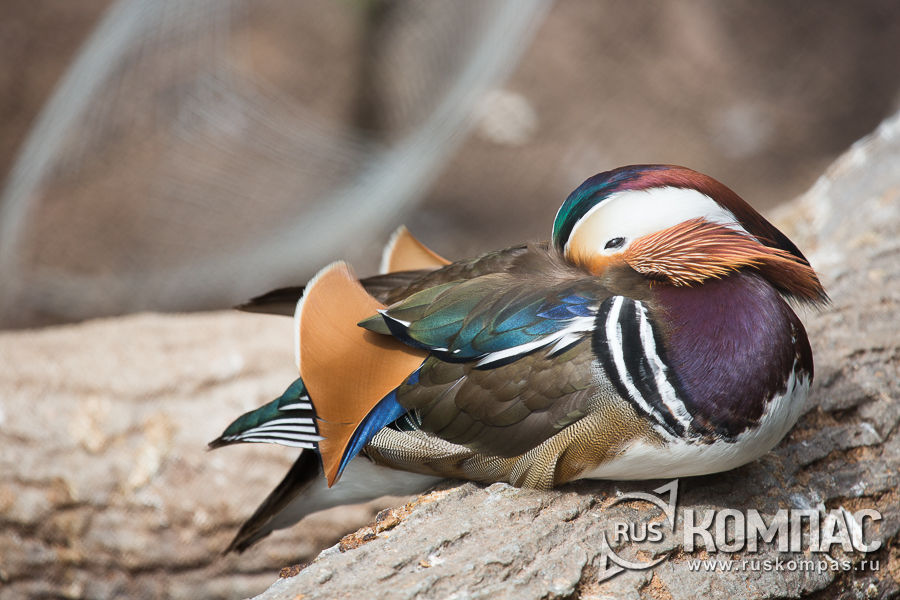 ������ ����������