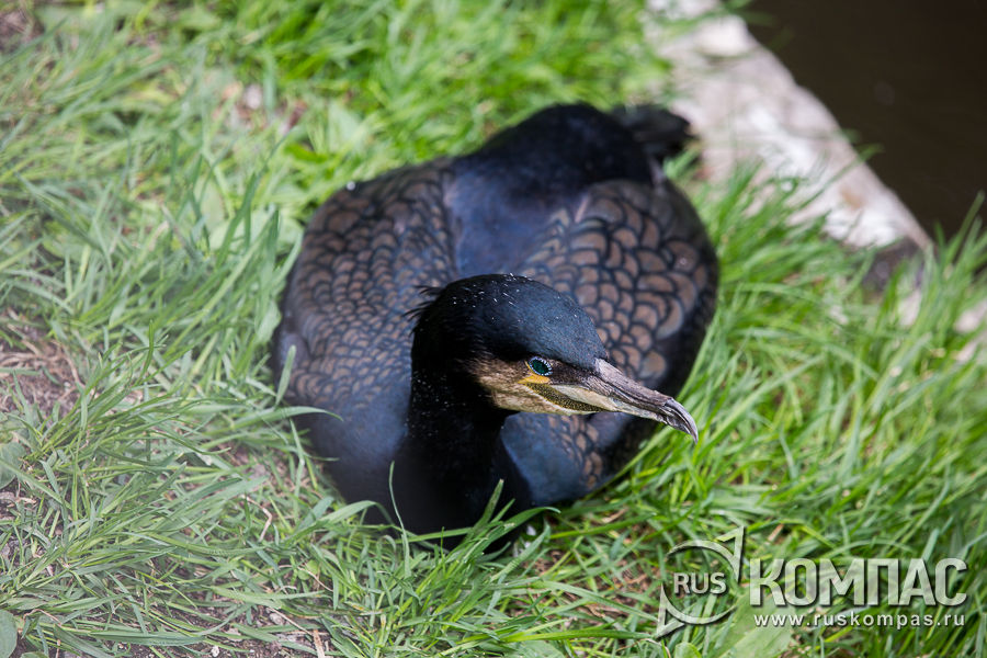 ������� ������