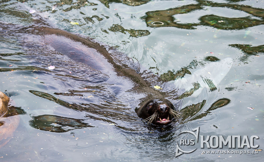 �������� ������� �����