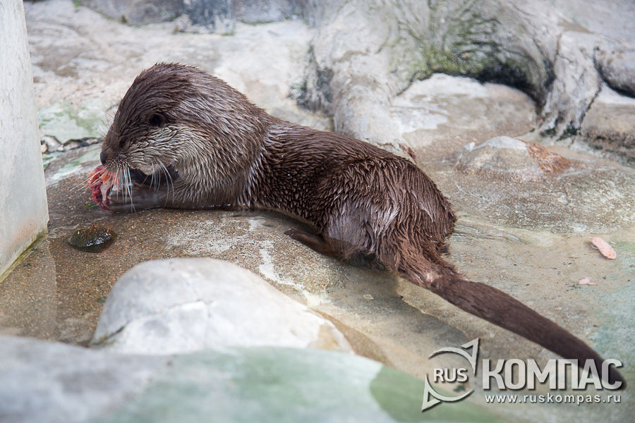 �������� �����