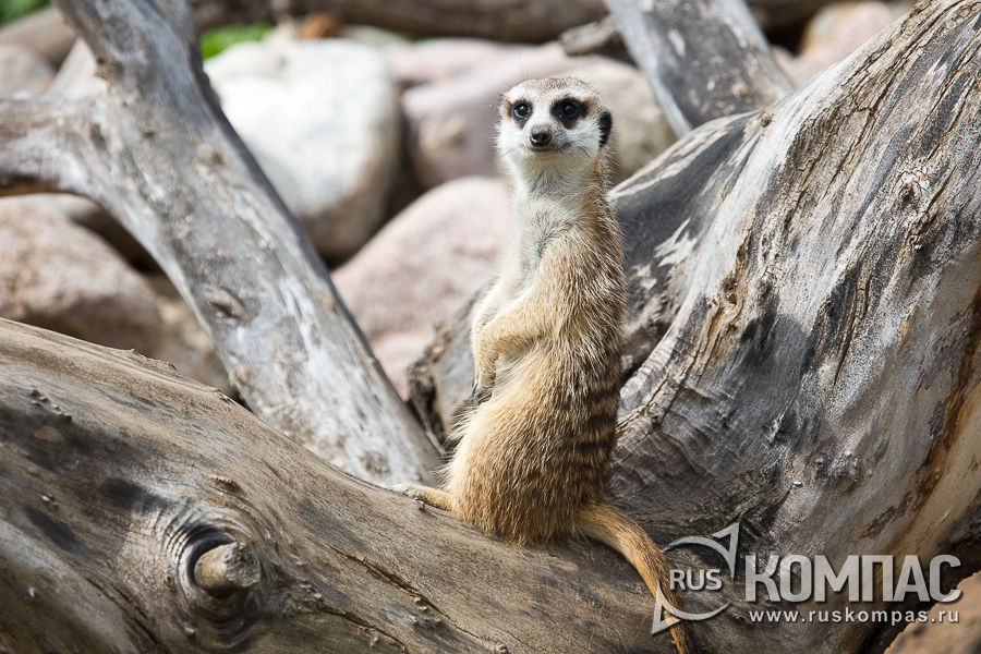 ������� �� �����