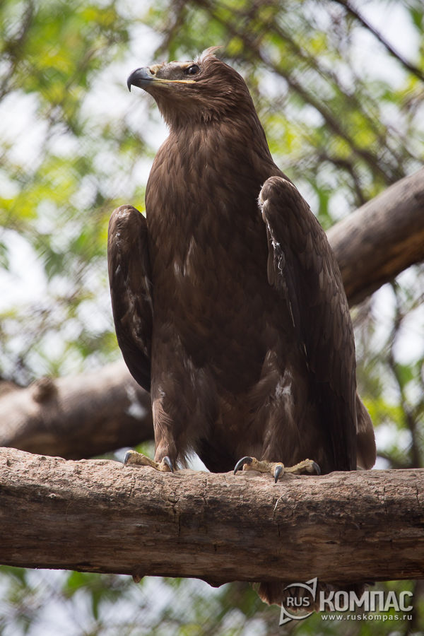 ������� ����