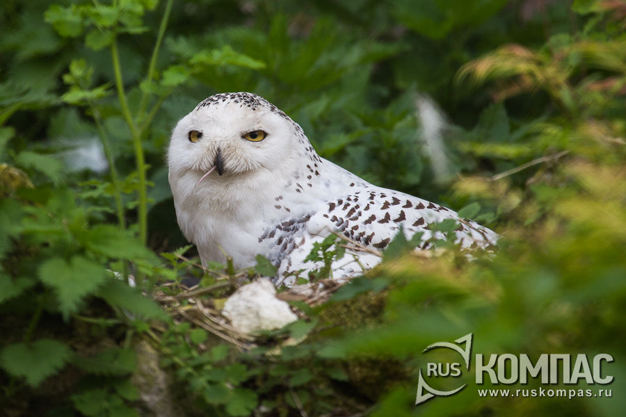 �������� ����