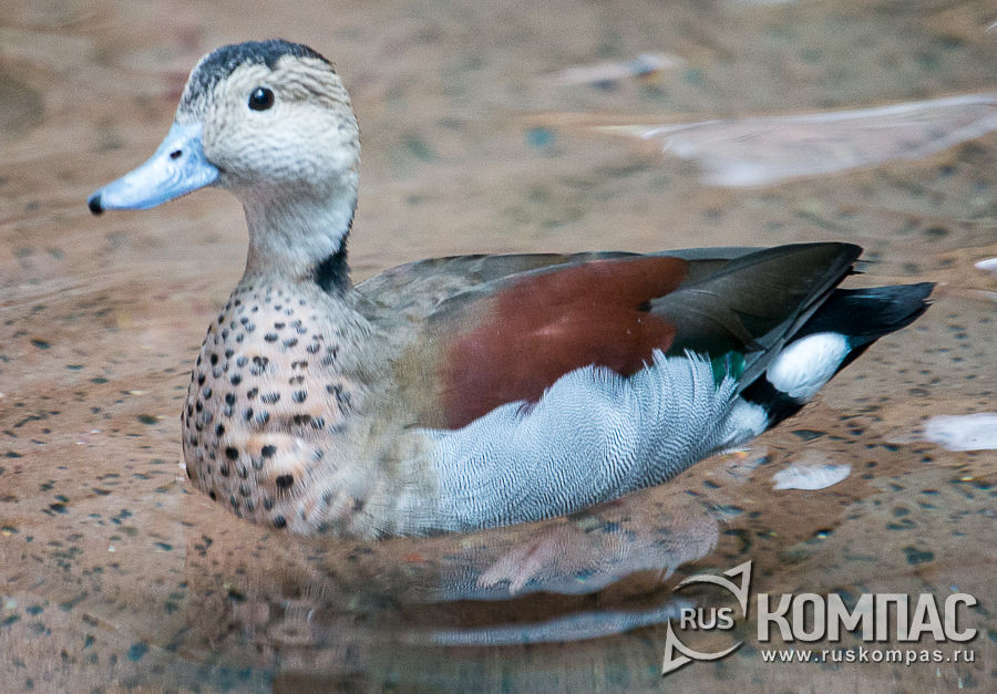 ��������� �����