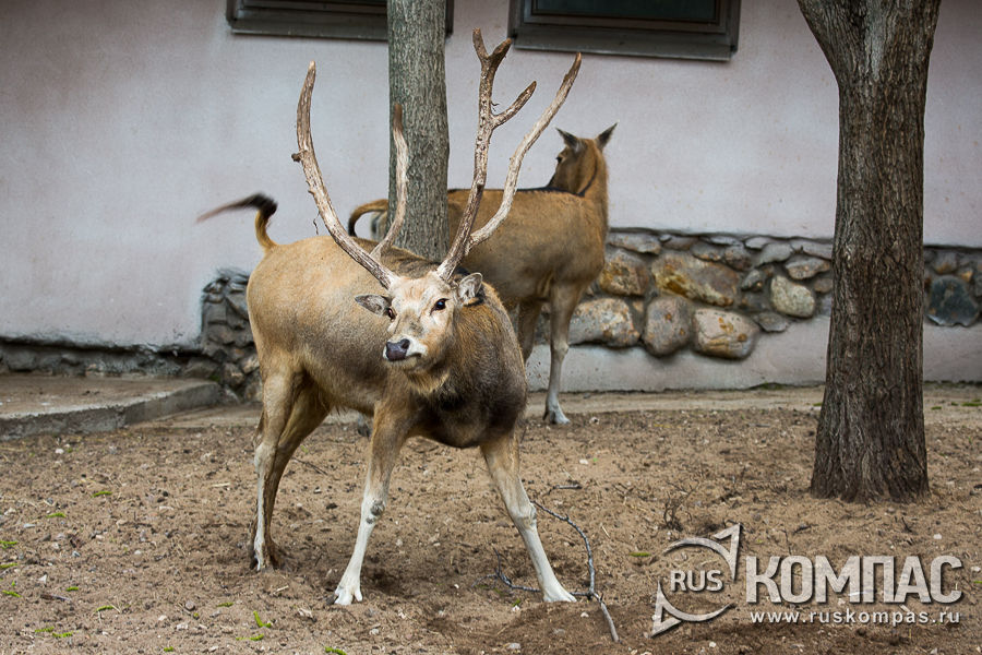 ����� ������