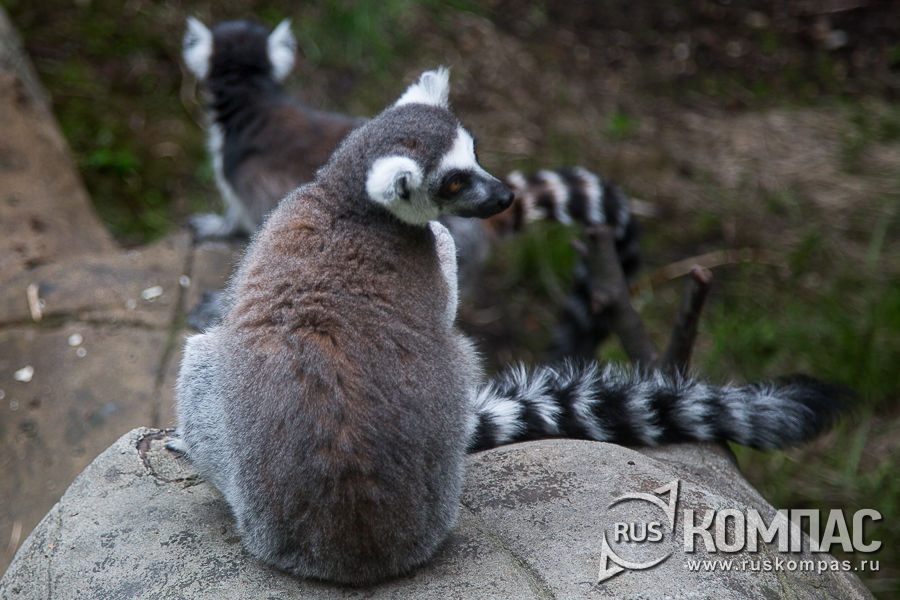 ������� �����