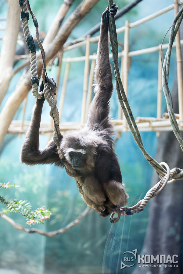 ���������� �����