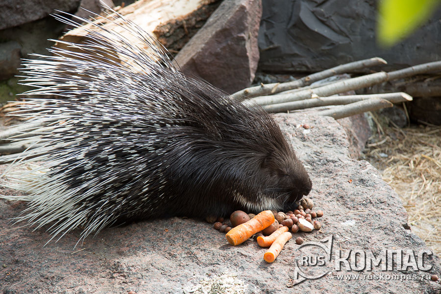 �������� �� ����