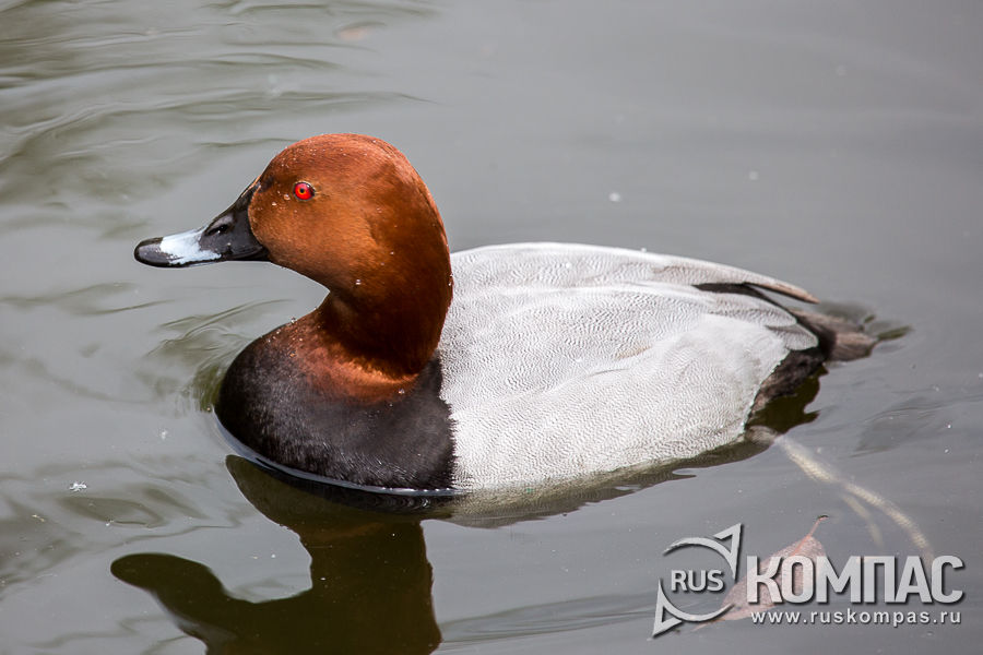 ������������� �����