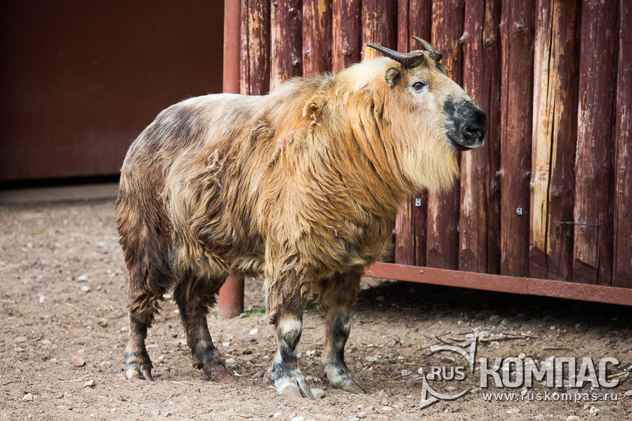 ��� �����