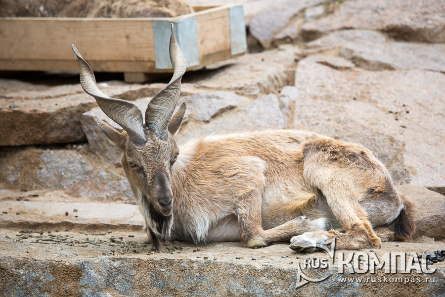 ���������� �����