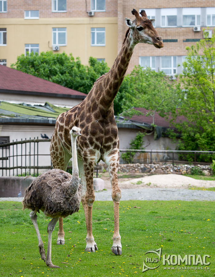 ����-����������� ����� �� ��������