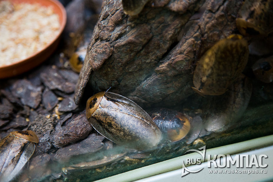 ��� ������� �����������