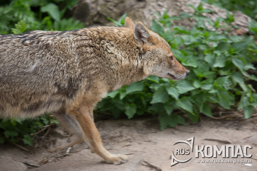 ������������ �����