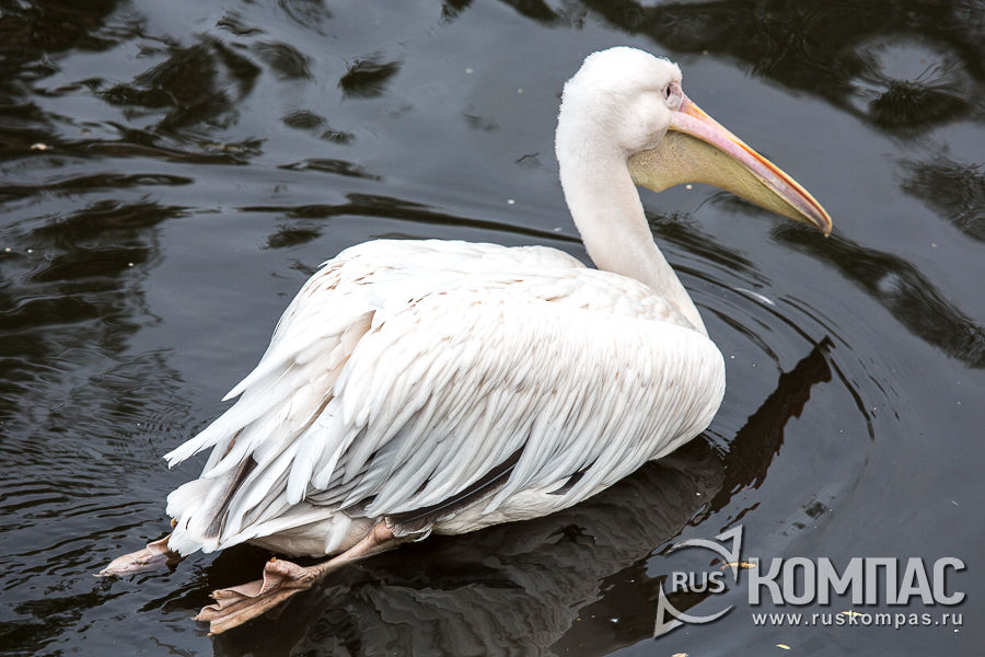 �������� ������� �������