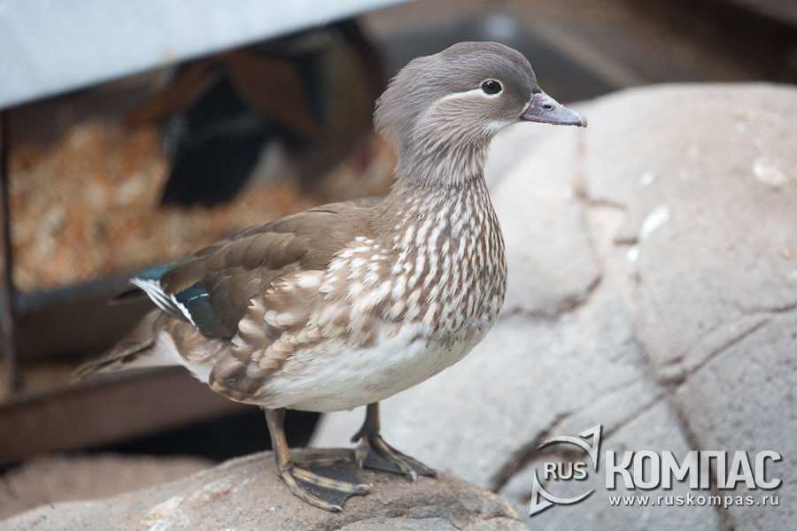 ������� ����������