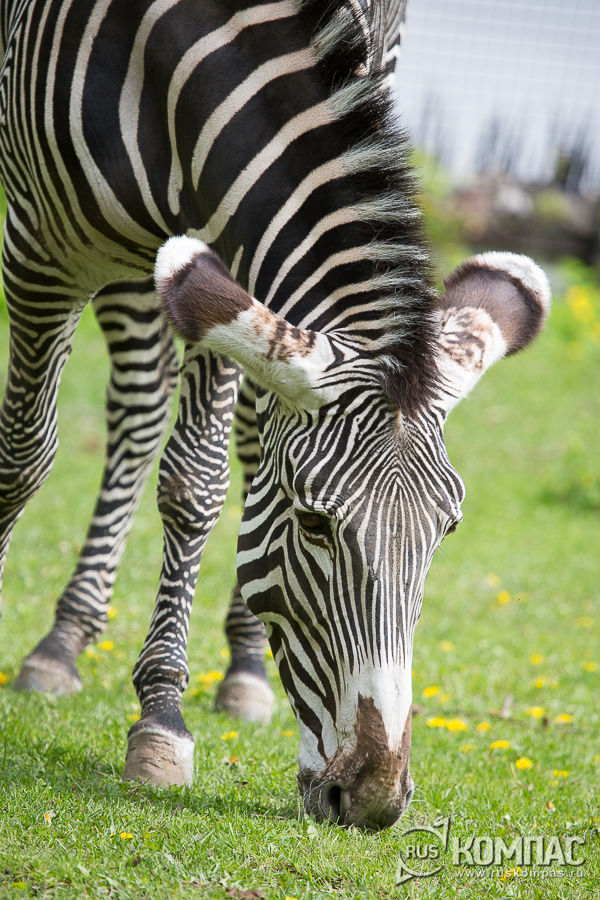 ����� �� ����� �����